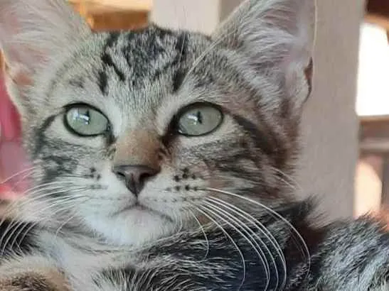 Gato ra a Felino SRD idade 2 a 6 meses nome Bento II