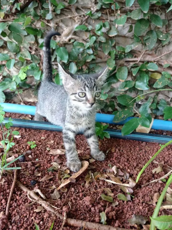 Gato ra a SRD idade Abaixo de 2 meses nome Du, Dudu, Edu e Duda