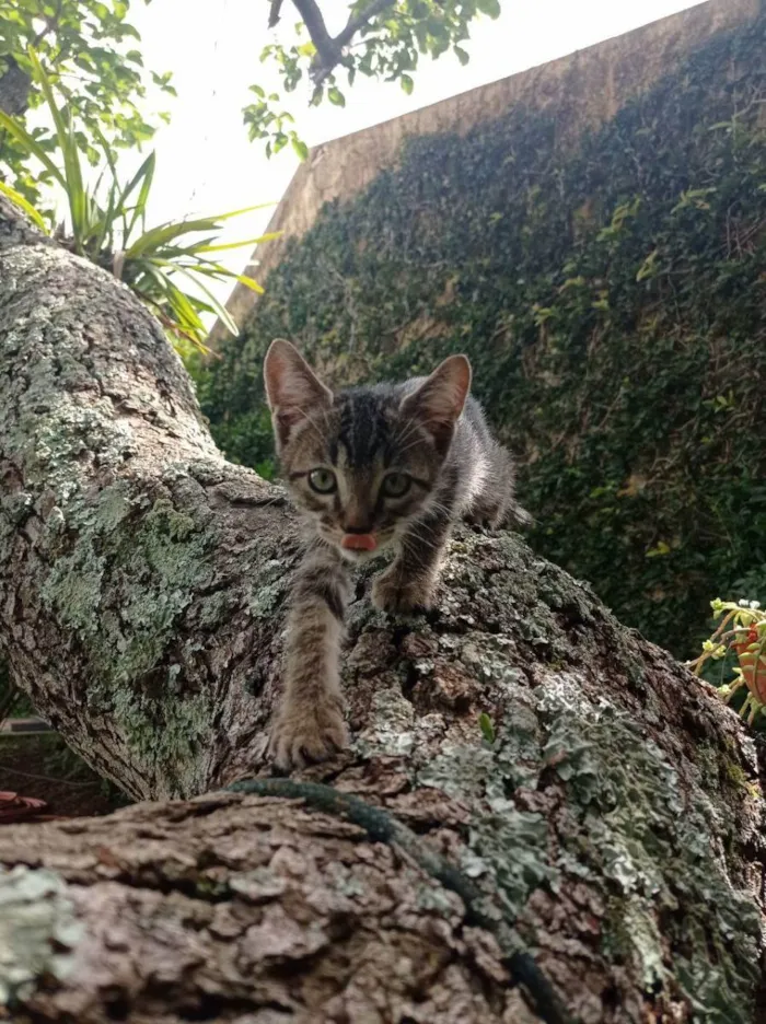 Gato ra a SRD idade Abaixo de 2 meses nome Du, Dudu, Edu e Duda