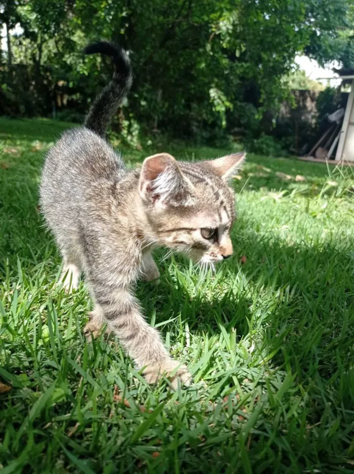 Gato ra a SRD idade Abaixo de 2 meses nome Du, Dudu, Edu e Duda