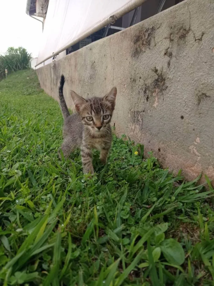 Gato ra a SRD idade Abaixo de 2 meses nome Du, Dudu, Edu e Duda