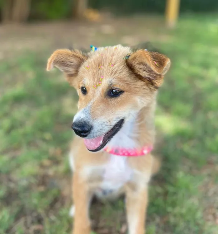 Cachorro ra a Vira lata idade 2 a 6 meses nome Viti