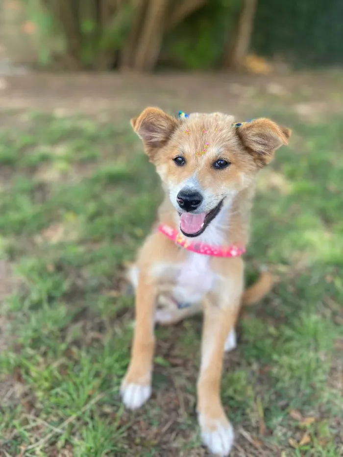 Cachorro ra a Vira lata idade 2 a 6 meses nome Viti