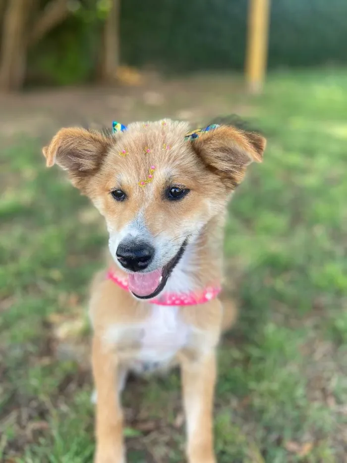 Cachorro ra a Vira lata idade 2 a 6 meses nome Viti