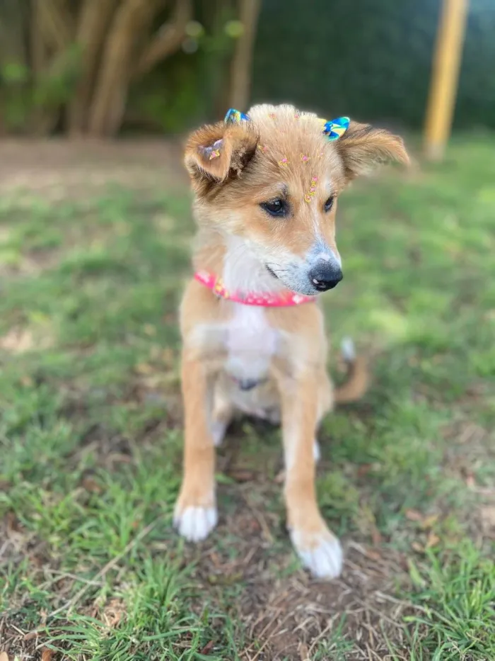 Cachorro ra a Vira lata idade 2 a 6 meses nome Viti