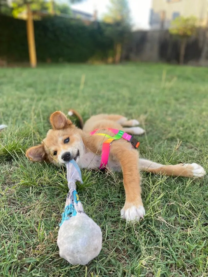 Cachorro ra a Vira lata idade 2 a 6 meses nome Viti