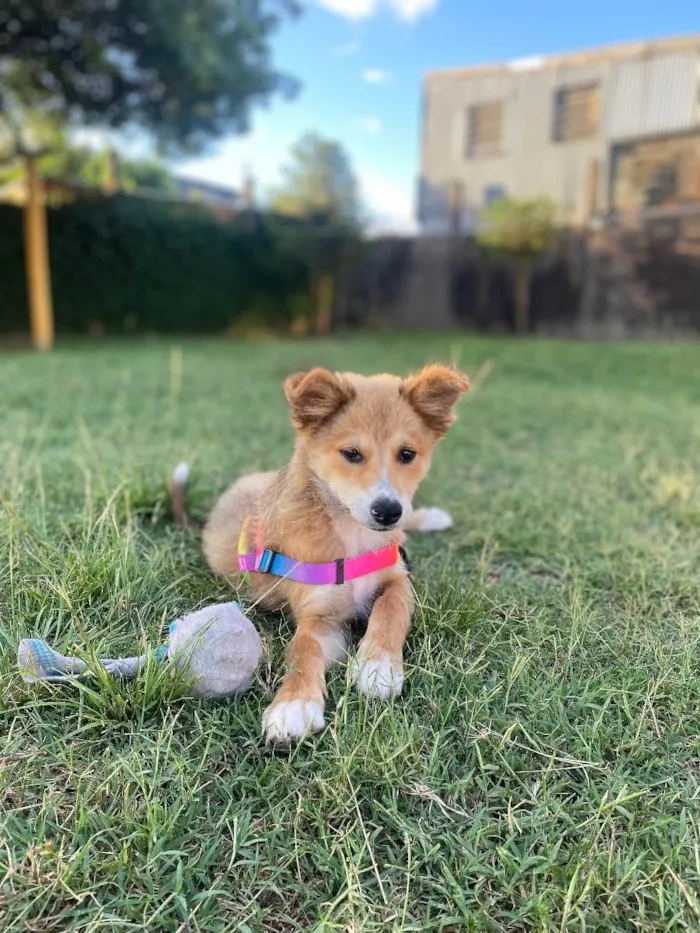 Cachorro ra a Vira lata idade 2 a 6 meses nome Viti