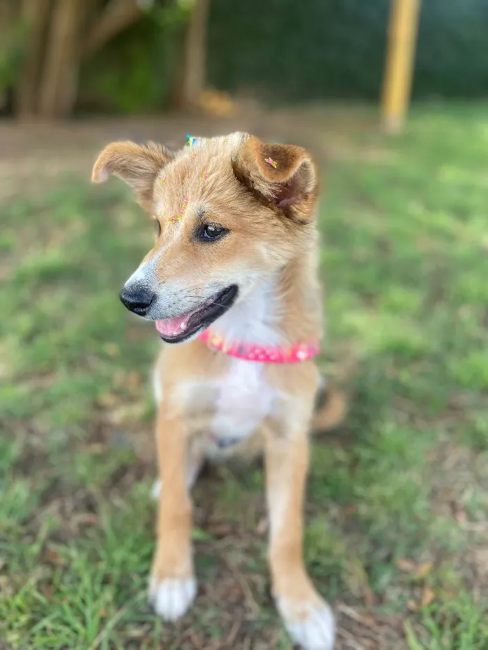 Cachorro ra a Vira lata idade 2 a 6 meses nome Viti