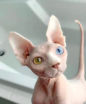 Gato raça Don Sphynx idade 6 ou mais anos nome BomBom.