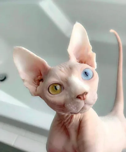 Gato raça Don Sphynx idade 6 ou mais anos nome BomBom.