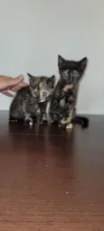 Irmãs