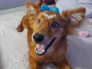 Cachorro raça Srd idade 7 a 11 meses nome Jully