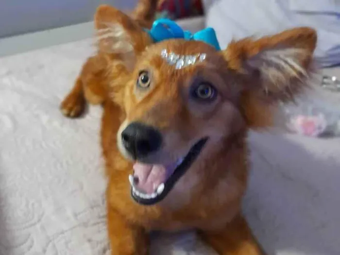 Cachorro ra a Srd idade 7 a 11 meses nome Jully