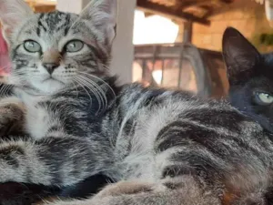 Gato raça Felino SRD idade 2 a 6 meses nome Bento II