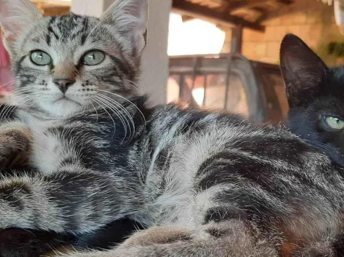 Gato ra a Felino SRD idade 2 a 6 meses nome Bento II
