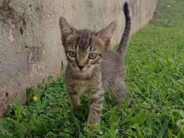 Gato ra a SRD idade Abaixo de 2 meses nome Du, Dudu, Edu e Duda