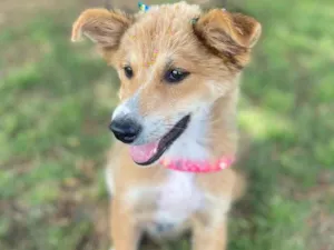 Cachorro raça Vira lata idade 2 a 6 meses nome Viti