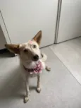 Ambrosia