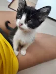 oreo