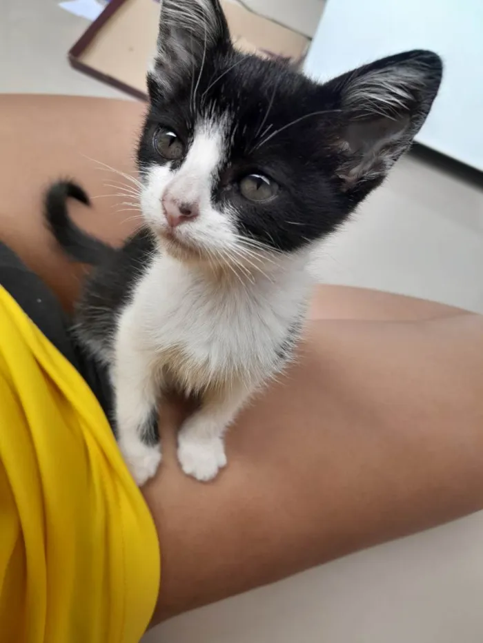 Gato ra a vira lata idade  nome oreo