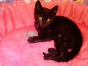 Gato raça Srd idade Abaixo de 2 meses nome Babezinho