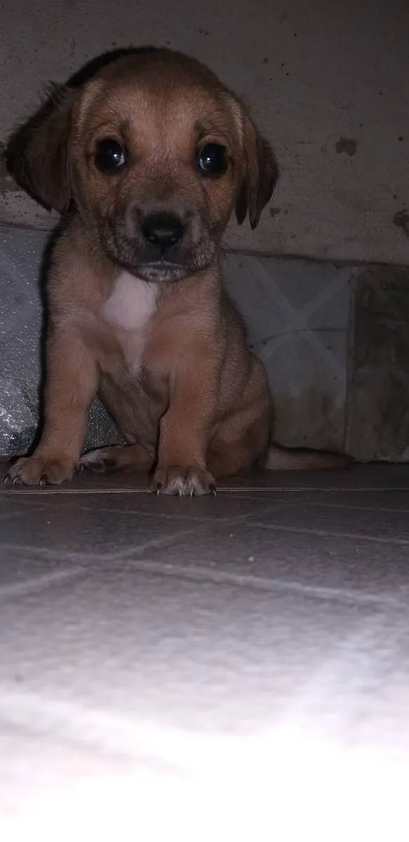 Cachorro raça Indefinida idade Abaixo de 2 meses nome Semnome