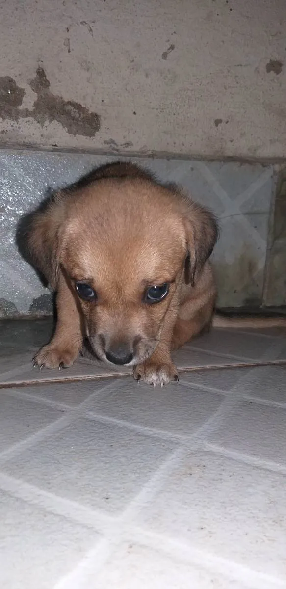Cachorro raça Indefinida idade Abaixo de 2 meses nome Semnome