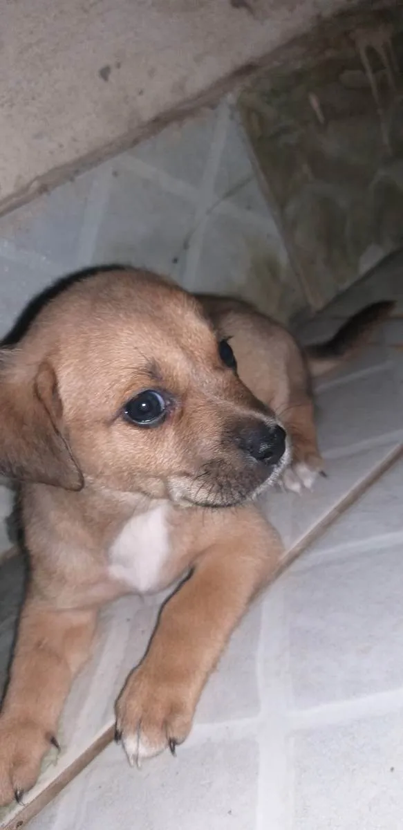Cachorro raça Indefinida idade Abaixo de 2 meses nome Semnome