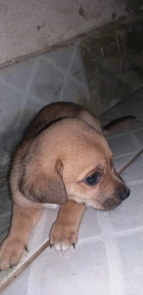 Cachorro raça Indefinida idade Abaixo de 2 meses nome Semnome
