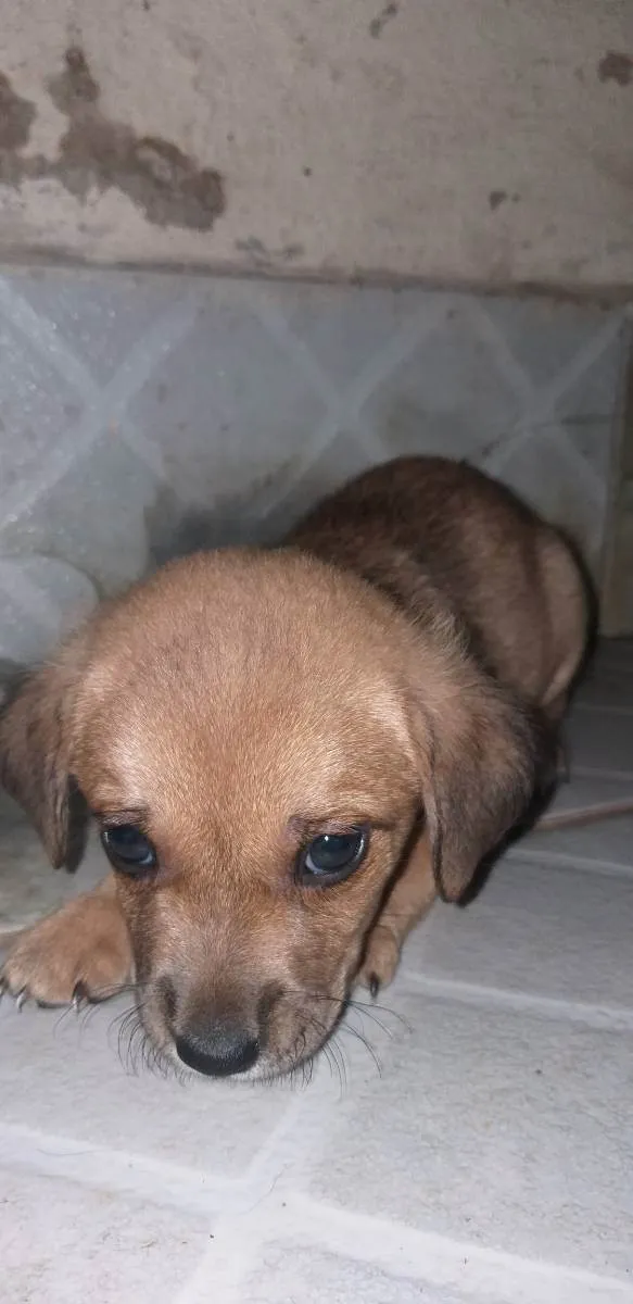 Cachorro raça Indefinida idade Abaixo de 2 meses nome Semnome