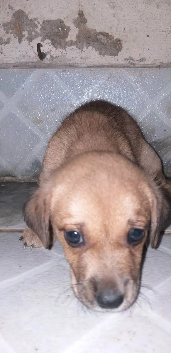 Cachorro raça Indefinida idade Abaixo de 2 meses nome Semnome