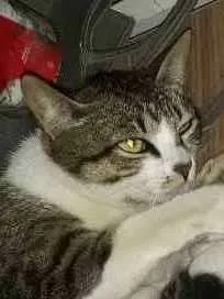Gato raça SRD idade 1 ano nome Sem nome
