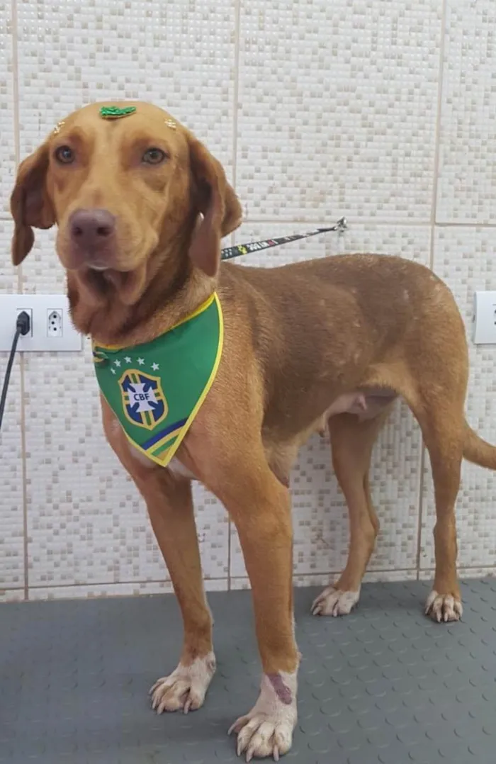 Cachorro ra a SRD idade 3 anos nome Sol