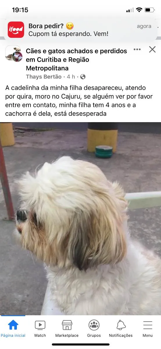 Cachorro ra a SRD idade 3 anos nome Sol