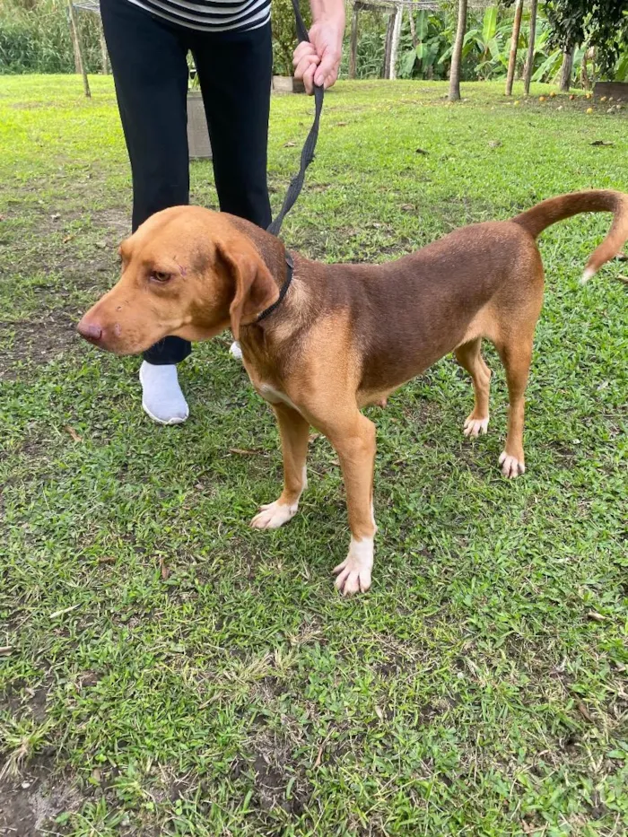 Cachorro ra a SRD idade 3 anos nome Sol