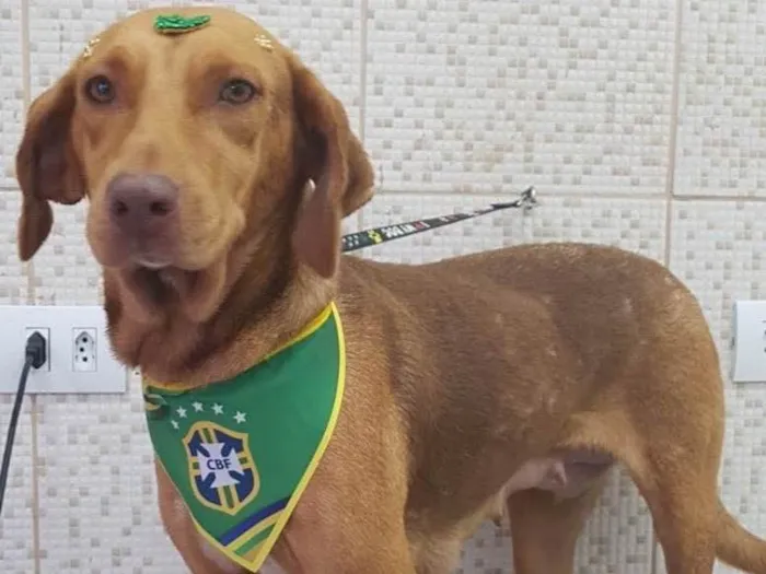 Cachorro ra a SRD idade 3 anos nome Sol