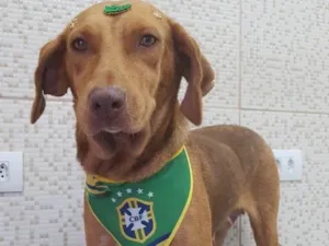 Cachorro raça SRD idade 3 anos nome Sol