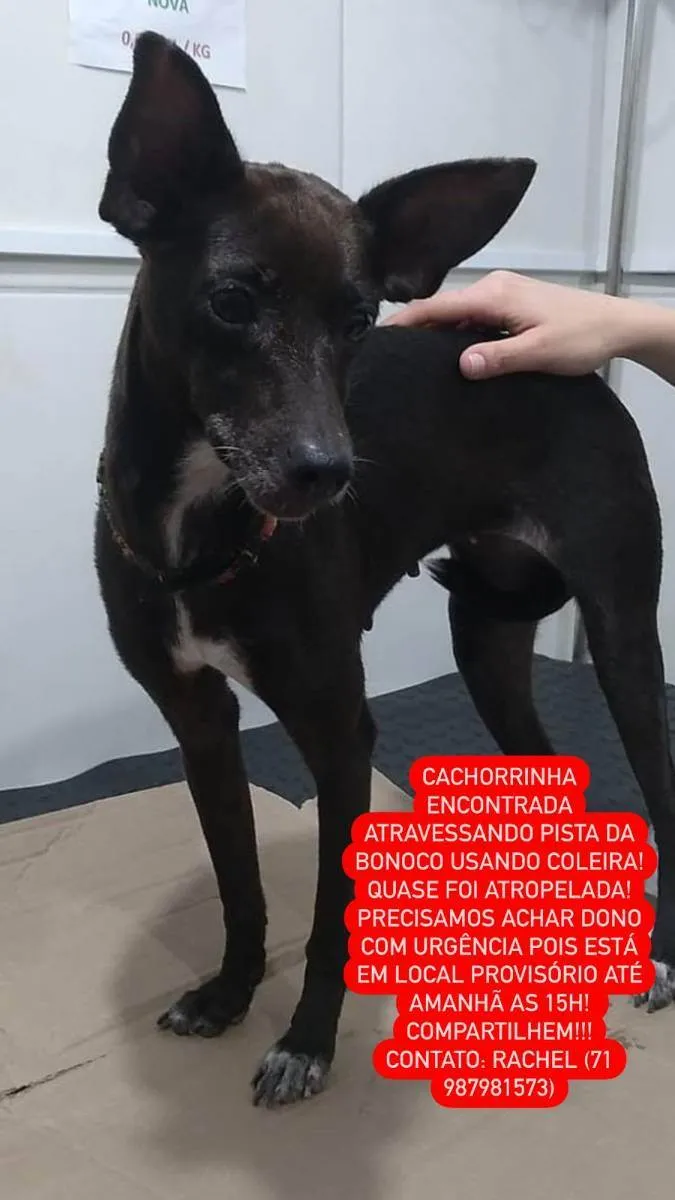 Cachorro ra a Srd idade 3 anos nome Sem nome