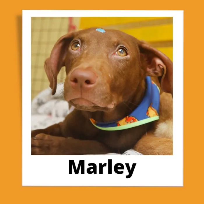 Cachorro raça Srd idade 2 a 6 meses nome Marley