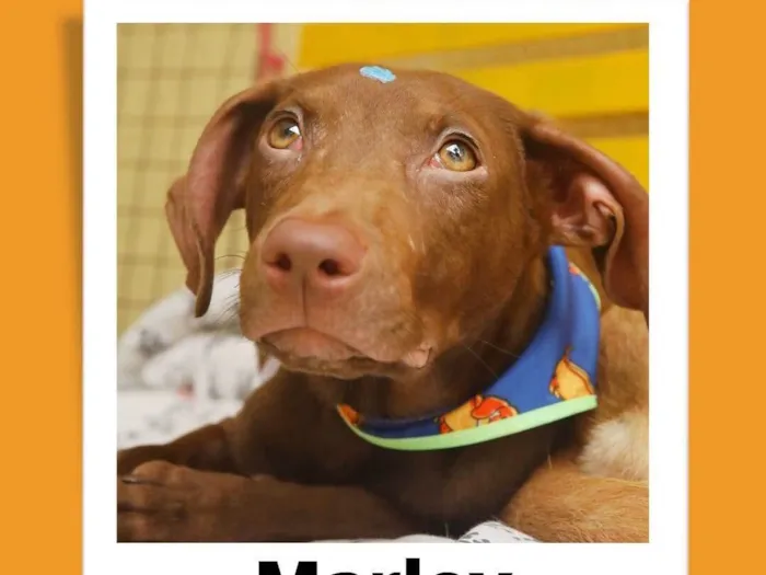 Cachorro raça Srd idade 2 a 6 meses nome Marley