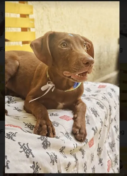 Cachorro raça Srd idade 2 a 6 meses nome Marley