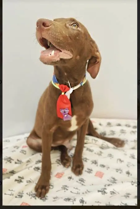 Cachorro raça Srd idade 2 a 6 meses nome Marley