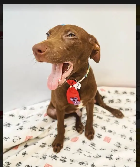 Cachorro raça Srd idade 2 a 6 meses nome Marley