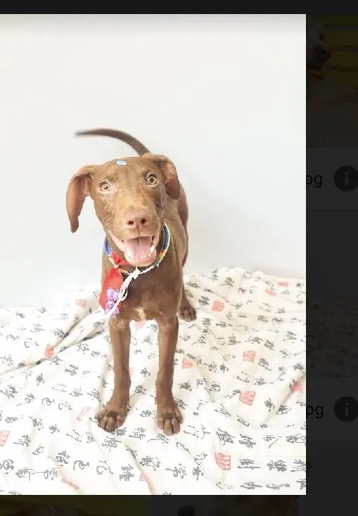 Cachorro raça Srd idade 2 a 6 meses nome Marley