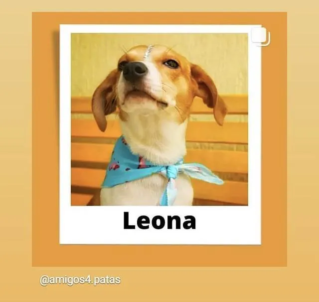 Cachorro raça Srd idade 2 a 6 meses nome Leona