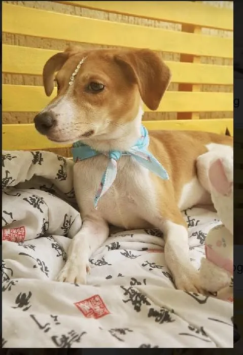 Cachorro raça Srd idade 2 a 6 meses nome Leona