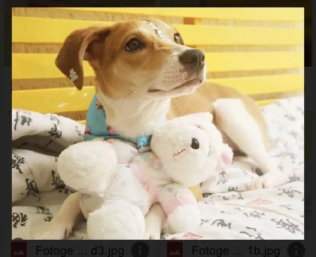 Cachorro raça Srd idade 2 a 6 meses nome Leona