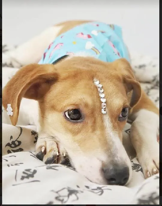 Cachorro raça Srd idade 2 a 6 meses nome Leona