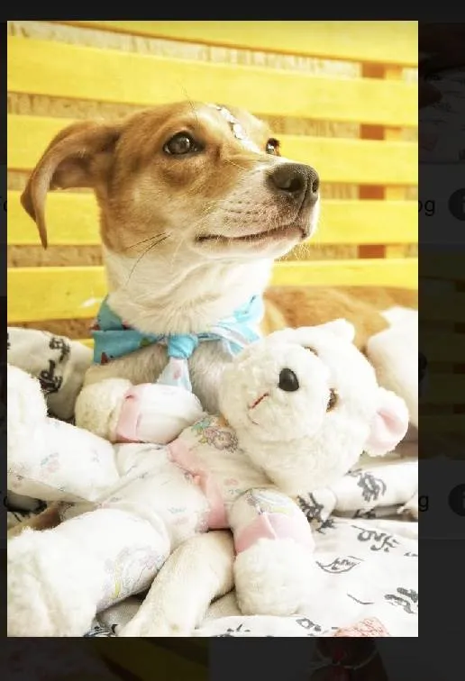 Cachorro raça Srd idade 2 a 6 meses nome Leona