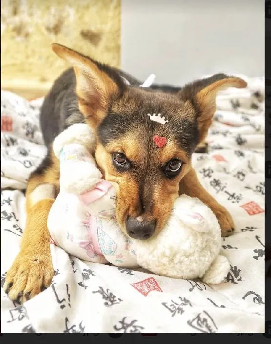 Cachorro raça Srd idade 2 a 6 meses nome Polly